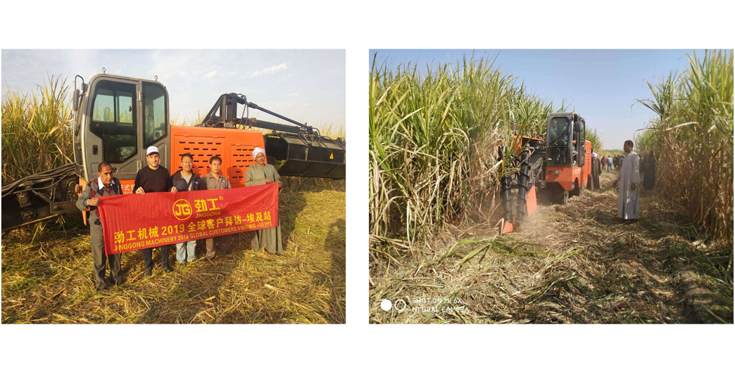 working scene of Jing Gong crawler type whole stalk sugarcane harvester machine